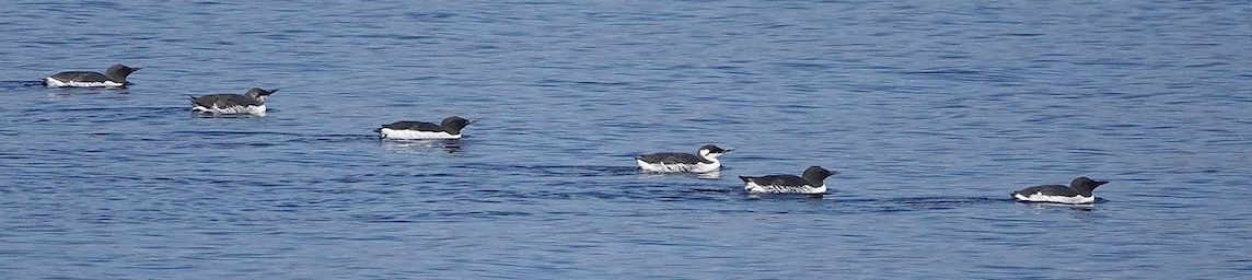 guillemot